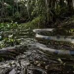 10-countries-with-highest-anaconda-population-in-the-world-from-brazil-to-french-guiana.jpg
