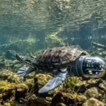 15-year-old-canadian-boy-built-a-robotic-turtle-that-can-detect-underwater-environmental-threats-wit.avif