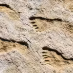 23000-year-old-footprints-in-new-mexico-changed-everything-scientists-believed-about-the-first-ameri.avif