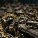 370-billion-crickets-farmed-every-year-may-actually-feel-pain-shocking-new-study-suggests.jpg
