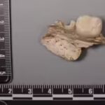 400000-year-old-teeth-unearthed.jpg