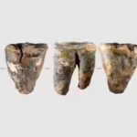 59000-year-old-molar-tooth.jpg