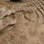a-casual-dog-walk-in-france-led-a-man-to-one-of-the-biggest-dinosaur-discoveries.jpg