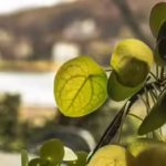 a-plant-that-does-math-scientists-uncover-hidden-voronoi-patterns-inside-chinese-money-plant-leaves.avif