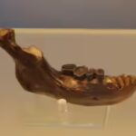 ancient-jawbone-linked-to-neither-neanderthals-nor-humans-may-rewrite-human-origin-story.jpg