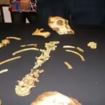australopithecus_sediba_mh1.jpg