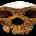 broken_hill_skull_replica01.jpg