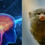 chinese-scientists-find-a-human-speech-circuit-in-monkey-brains-and-it-could-change-speech-therapy-f.avif