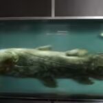 coelacanth_and_pup_-_smithsonian.jpg