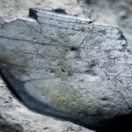 crusher-tooth-of-fossil-shark.jpg