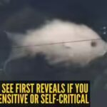 fish-cloud-1.jpg