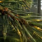 gold-growing-on-leaves-scientists-uncovered-a-strange-forest-phenomenon-in-finland.jpg