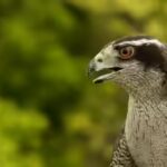 goshawk.jpg