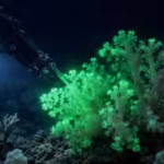 hidden-inside-the-pacific-this-newly-discovered-coral-flashes-green-when-disturbed-by-deep-sea-robot.avif