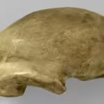 homo_neanderthalensis_cast_of_neanderthal_1_skullcap_at_gteborgs_naturhistoriska_museum_8790.jpg
