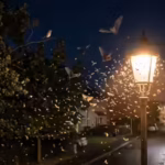 how-streetlights-may-be-affecting-birds-bats-and-insects-at-night-in-ways-scientists-did-not-expect.avif