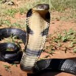 king-cobra-capitals-10-countries-where-the-worlds-deadliest-snake-thrives.jpg
