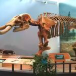 mammut_skeleton_museum_of_the_earth.jpg