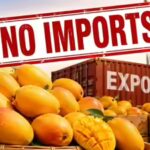 mango-exports.jpg