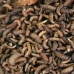 neanderthals-may-have-eaten-maggots-on-purpose-and-researchers-say-it-actually-made-sense.jpg