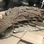 nodosaur.jpg