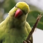 parakeets-flying-near-your-home-science-reveals-its-a-good-sign-of-change-in-the-local-environment.j.avif