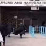 punjab-and-haryana-high-court-recruitment.jpg