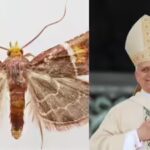pyralis-papaleonei-why-scientists-named-this-newly-discovered-moth-after-pope-leo-xiv.jpg