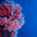 scientists-reveal-over-1100-newly-recorded-species-from-coral-sea-waters.jpg