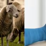 scientists-turn-sheep-wool-into-a-bone-healing-material-in-a-major-medical-breakthrough.jpg