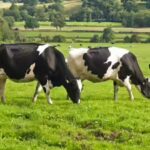 the-cow-compass-how-cows-secretly-use-earths-magnetic-field-while-grazing.jpg