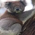 the-lost-koala.jpg