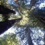 the-tallest-tree-on-earth-exists-but-park-rangers-wont-tell-you-where.jpg