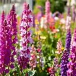 vibrant-phlox-and-veronica-bloom.jpg