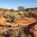 why-australia-became-home-to-one-of-the-worlds-largest-lizard-populations.jpg