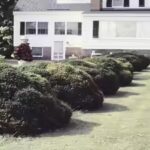 why-neat-looking-front-beds-almost-always-use-these-evergreen-shrubs.jpg