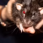 10-most-rat-infested-cities-in-the-us-los-angeles-continues-to-top-the-us-rodent-list-followed-by-ch.avif
