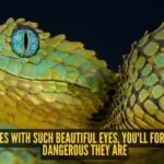 5-snakes-with-such-beautiful-eyes-you39ll-forget-how-dangerous-they-are.jpg