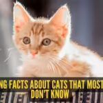 6-shocking-facts-about-cats-that-most-owners-don39t-know.jpg