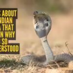 7-facts-about-the-indian-cobra-that-explain-why-its-so-misunderstood.jpg