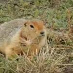 700000-year-old-squirrel-poop-reveals-a-lost-arctic-world-of-mammoths-horses-and-giant-predators.jpg