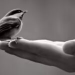 a-bird-in-hand-is-worth-more-than-a-hundred-flying-around-.jpg