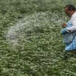 a-farmer-using-urea-for-crop-ani.jpg