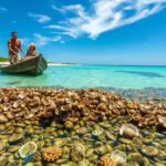 australia-recycled-150000-wheelbarrows-of-oyster-shells-to-rebuild-a-lost-underwater-ecosystem.jpg