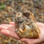 buried-for-18-million-years-this-ancient-elephant-tooth-was-finally-found-by-an-11-year-old-on-a-uk.avif