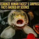 can-fish-recognize-human-faces-5-surprising-facts-backed-by-science.jpg
