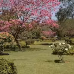 canadian-man-shares-experience-of-living-in-bengaluru-with-wifes-family-says-he-loves-cubbon-park.jp_.avif