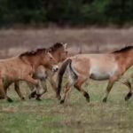 dalian-horses.jpg