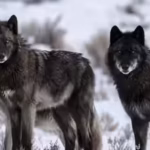did-wolves-really-save-yellowstone-new-research-challenges-one-of-conservation39s-biggest-success-st.avif