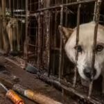 dogs-representative-ai-image.jpg